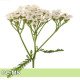 暫時停售 - Yarrow-西洋蓍草